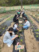 텃밭에 모종 심기