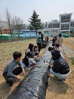 텃밭에 감자심기